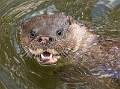 Eurasian Otter